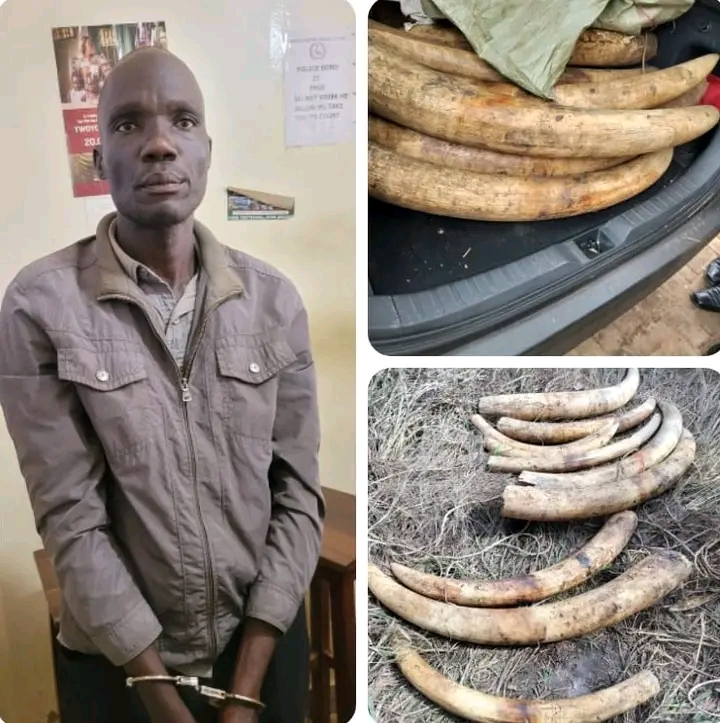 UWA Nets Alleged Ivory Dealer, Recovers 154kg of Elephant Tusks in Nwoya